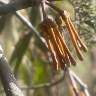 Amyema miquelii (Box Mistletoe) at Jerrawa, NSW - 28 Aug 2024 by JaneR