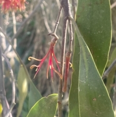 Amyema miquelii at Jerrawa, NSW - 28 Aug 2024 02:37 PM