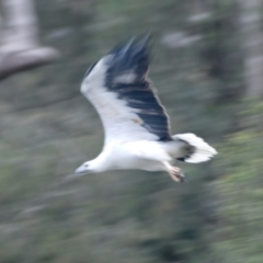 Haliaeetus leucogaster (White-bellied Sea-Eagle) at Brooklyn, NSW - 27 Apr 2022 by KMcCue