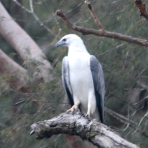 Haliaeetus leucogaster at Brooklyn, NSW - 27 Apr 2022