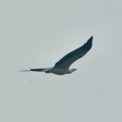 Haliaeetus leucogaster at Brooklyn, NSW - 27 Apr 2022 12:54 PM