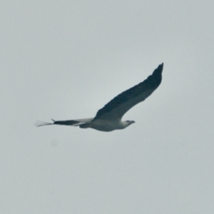 Haliaeetus leucogaster at Brooklyn, NSW - 27 Apr 2022