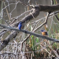 Ceyx azureus (Azure Kingfisher) at Splitters Creek, NSW - 22 Aug 2024 by Span102