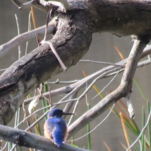 Ceyx azureus at Splitters Creek, NSW - 22 Aug 2024