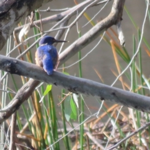 Ceyx azureus at Splitters Creek, NSW - 22 Aug 2024