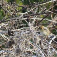 Cisticola exilis (Golden-headed Cisticola) at Splitters Creek, NSW - 22 Aug 2024 by Span102