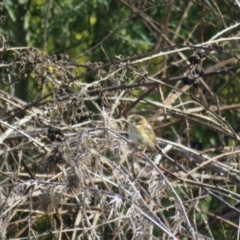 Cisticola exilis at Splitters Creek, NSW - 22 Aug 2024 11:38 AM