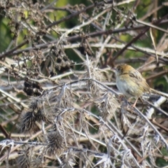 Cisticola exilis at Splitters Creek, NSW - 22 Aug 2024 11:38 AM