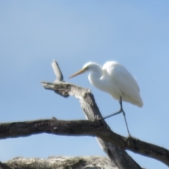 Ardea alba (Great Egret) at Splitters Creek, NSW - 22 Aug 2024 by Span102