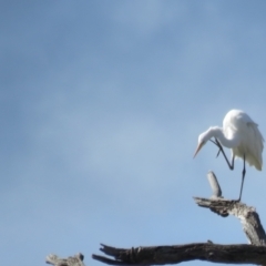 Ardea alba at Splitters Creek, NSW - 22 Aug 2024 12:09 PM