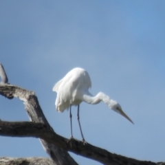 Ardea alba at Splitters Creek, NSW - 22 Aug 2024 12:09 PM