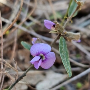 Hovea heterophylla at Denman Prospect, ACT - 29 Aug 2024