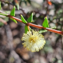 Acacia gunnii (Ploughshare Wattle) at Denman Prospect, ACT - 28 Aug 2024 by atticus