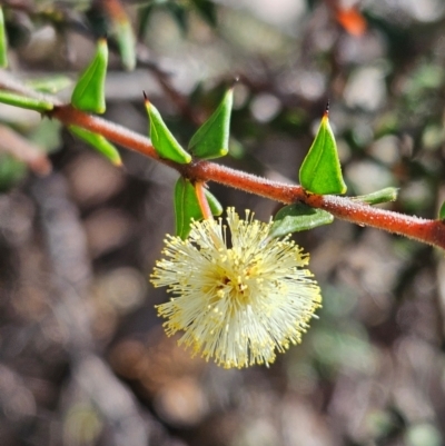 Acacia gunnii (Ploughshare Wattle) at Denman Prospect, ACT - 29 Aug 2024 by atticus