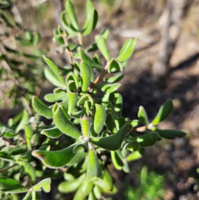 Persoonia rigida (Hairy Geebung) at Denman Prospect, ACT - 28 Aug 2024 by atticus