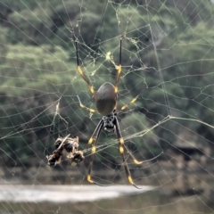 Trichonephila edulis (Golden orb weaver) at Berowra, NSW - 27 Apr 2022 by KMcCue