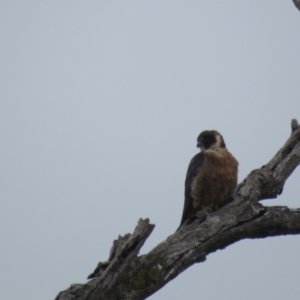 Falco longipennis at Thurgoona, NSW - 23 Aug 2024