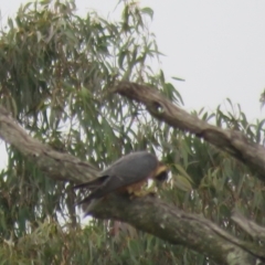 Falco longipennis at Thurgoona, NSW - 23 Aug 2024