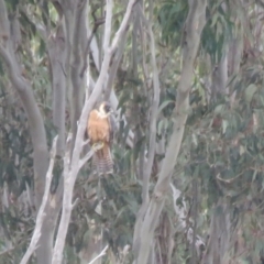 Falco longipennis at Thurgoona, NSW - 23 Aug 2024 03:55 PM