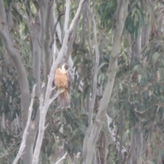 Falco longipennis at Thurgoona, NSW - 23 Aug 2024