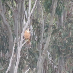 Falco longipennis at Thurgoona, NSW - 23 Aug 2024