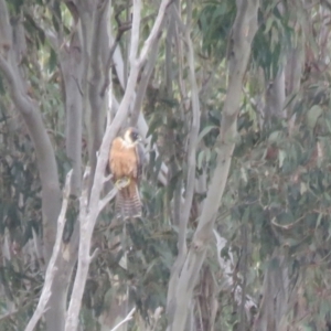 Falco longipennis at Thurgoona, NSW - 23 Aug 2024 03:55 PM