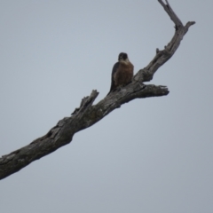 Falco longipennis at Thurgoona, NSW - 23 Aug 2024