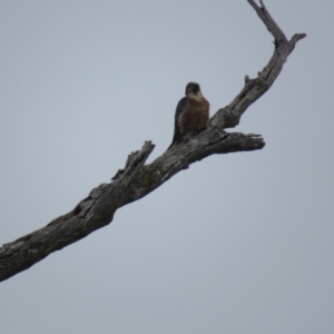 Falco longipennis at Thurgoona, NSW - 23 Aug 2024 03:55 PM