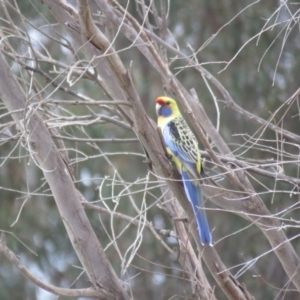 Platycercus elegans flaveolus at Thurgoona, NSW - 23 Aug 2024