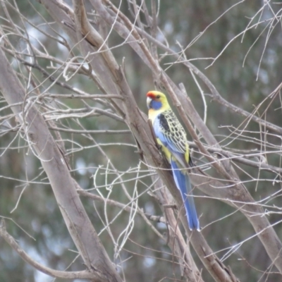 Platycercus elegans flaveolus (Yellow Rosella) at Thurgoona, NSW - 23 Aug 2024 by Span102