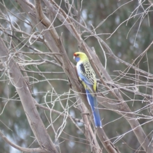 Platycercus elegans flaveolus at Thurgoona, NSW - 23 Aug 2024 03:57 PM