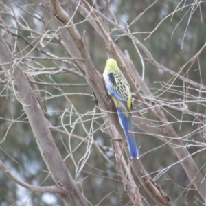 Platycercus elegans flaveolus at Thurgoona, NSW - 23 Aug 2024 03:57 PM