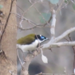 Entomyzon cyanotis (Blue-faced Honeyeater) at Thurgoona, NSW - 23 Aug 2024 by Span102