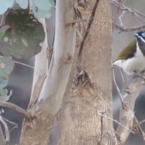 Entomyzon cyanotis at Thurgoona, NSW - 23 Aug 2024 04:05 PM
