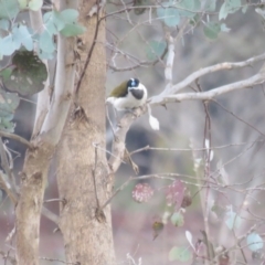 Entomyzon cyanotis at Thurgoona, NSW - 23 Aug 2024 04:05 PM