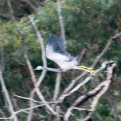 Egretta novaehollandiae (White-faced Heron) at Brooklyn, NSW - 28 Apr 2022 by KMcCue