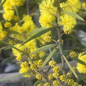 Acacia verniciflua at Jerrawa, NSW - 28 Aug 2024 02:27 PM