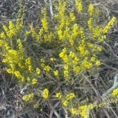 Acacia verniciflua at Jerrawa, NSW - 28 Aug 2024