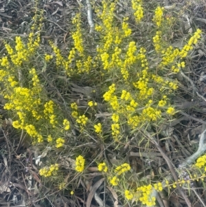 Acacia verniciflua at Jerrawa, NSW - 28 Aug 2024 02:27 PM