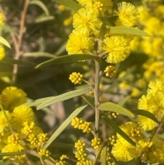 Acacia verniciflua at Jerrawa, NSW - 28 Aug 2024