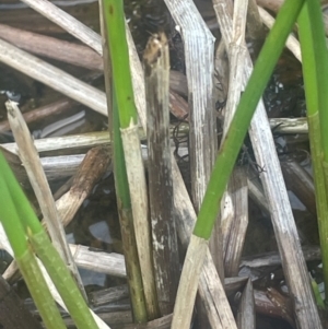 Eleocharis acuta at Lade Vale, NSW - 28 Aug 2024