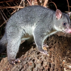 Trichosurus caninus at Arakoon, NSW - 4 Dec 2019