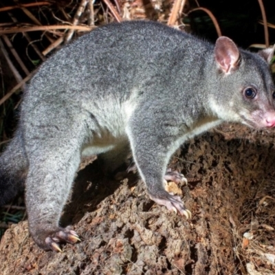 Trichosurus caninus (Mountain Brushtail Possum) at Arakoon, NSW - 4 Dec 2019 by MichaelBedingfield