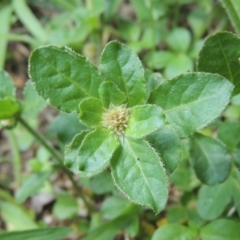 Alternanthera nana (Hairy Joyweed) at Conder, ACT - 23 Jan 2024 by MichaelBedingfield