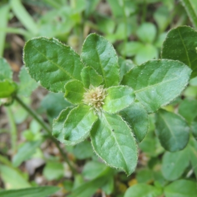 Alternanthera nana (Hairy Joyweed) at Conder, ACT - 23 Jan 2024 by MichaelBedingfield