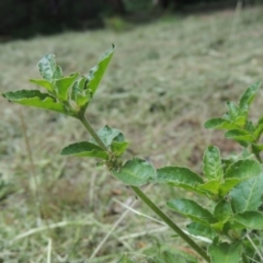 Alternanthera nana at Conder, ACT - 23 Jan 2024