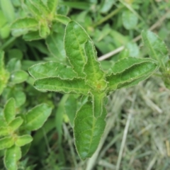 Alternanthera nana at Conder, ACT - 23 Jan 2024