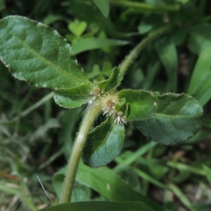 Alternanthera nana at Conder, ACT - 23 Jan 2024