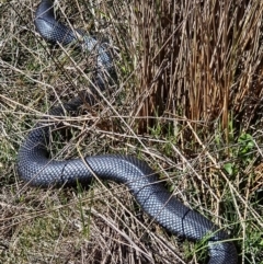 Pseudechis porphyriacus (Red-bellied Black Snake) at Denman Prospect, ACT - 29 Aug 2024 by atticus