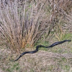 Pseudechis porphyriacus at Denman Prospect, ACT - 29 Aug 2024